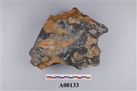 藏品(植物化石)的圖片